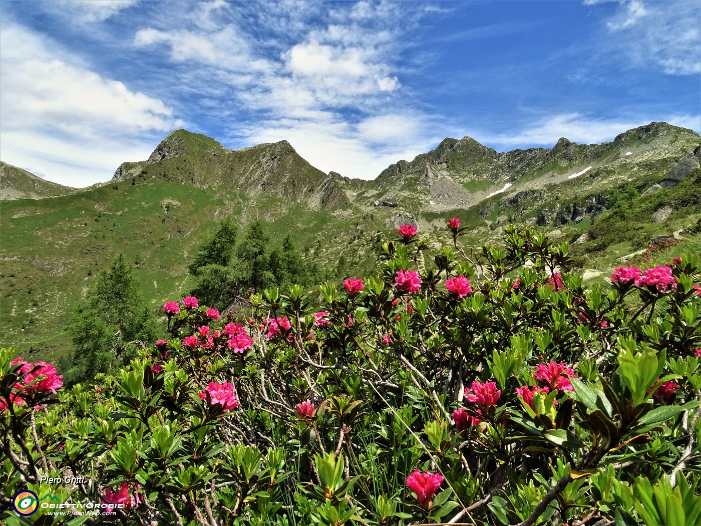 48 Rododendri rossi (Rhododendron ferrugineum) con vista in Cima Cadelle.JPG